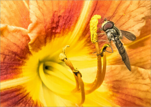 Blumen und Insekten in Symbiose.
Eine Schwebfliege auf einer Taglilie
(Hemerocallis-Hybride).

Aufnameort: Koblenz
Kamera: Canon EOS 5D, Mark II