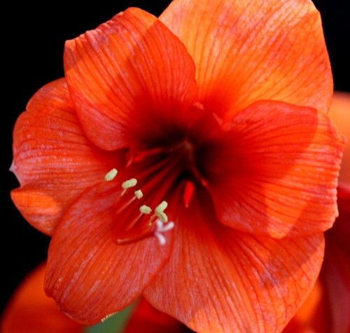 amaryllis-13426.jpeg