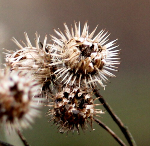 

Aufnameort: Marburg, Nähe Neuhöfe, 18.01.2015
Kamera: Canon EOS 600D, 1/125; 5,0; 100,0mm; ISO 400