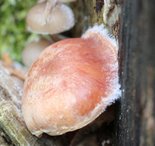 Dieser Pilz hat ein Stück Holz vom Stamm abgestemmt

Aufnameort: Marburg, Nähe Neuhöfe, 18.01.2015
Kamera: Canon EOS 600D, 1/160; 5,6; 100,0mm; ISO 1250