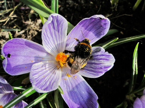 fruhling-i-krokus-mit-erdhummel-13614.jpeg