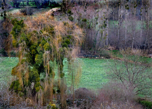 Dicht mit Misteln besetzte Weiden- und Pappelbäume.

Aufnameort: Frankreich nördlich Dijon
Kamera: Nikon D600