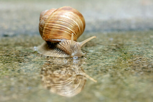 Eine Weinbergschnecke die sich im Regenwasser spiegelt.
Die Kamera war auf den Boden gesetzt um sie in "Augenhöhe" zu fotografieren.

Aufnameort: Ludwigsburg
Kamera: Nikon D7100 Objektiv Makro-Brennweite 105mm