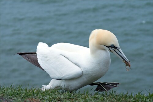 basstolpel-auf-helgoland-nun-aber-schnell-heim-13459.jpeg