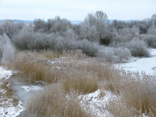 altmuhlsee-vogelinsel-winter-schilfbestand-13476.jpeg