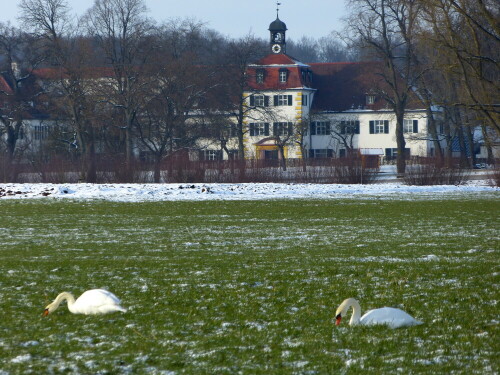 weisse-schwane-vor-weissem-schloss-bei-triesdorf-13464.jpeg