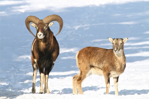 Es handelt sich hier um wilde Mufflons, Wildschafe die in der schönen Oberlausitz leben.  Der Widder hat prächtige Hörner. 
Endlich konnte ich sie im Winter im Schnee fotograiferen. Hier ein Paar aus der Herde.

Aufnameort: Umgebung Schönbach
Kamera: Canon Eos 7D, Tele 100 - 400 mm