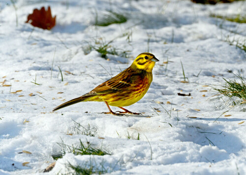 goldammer-emberiza-citrinella-auf-schneeboden-13519.jpeg