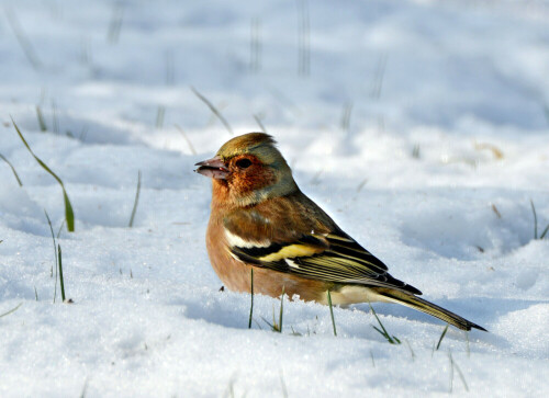 Buchfinkmännchen im verschneiten Garten.

Aufnameort: Eigener Garten in Weidenbach (Mittelfranken)
Kamera: Nikon D600