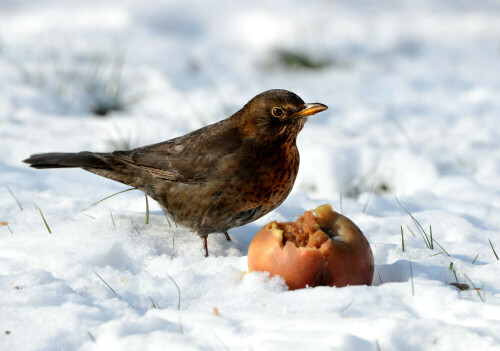 winteramsel-turdus-merula-13508.jpeg