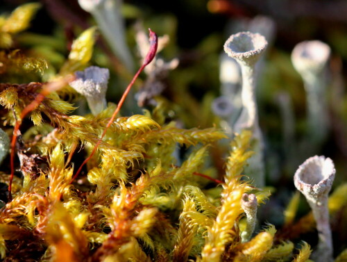 becherflechte-cladonia-spec-un-13513.jpeg