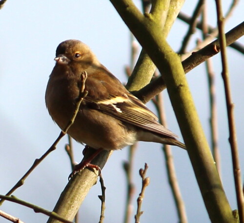 Weiblicher Buchfink (Fringilla coelebs), die Färbung der weiblichen Buchfinken ist weniger kontrastreich und farbig als die der Männchen.

Aufnameort: Schweinsberger Moor, 15.02.2015
Kamera: Canon EOS 600D, 1/400; 6,3; 225,0mm; ISO 100