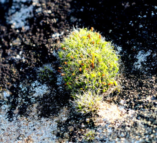 Typisch sind kleine, bis 4x4cm große Kissen meist auf Steinen, seltener auf Holz.

Aufnameort: Schweinsberger Moor, 15.02.2015
Kamera: Canon EOS 600D, 1/125; 5,6; 100,0mm; ISO 200