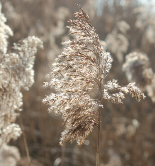 

Aufnameort: Schweinsberger Moor, 15.02.2015
Kamera: Canon EOS 600D, 1/200; 8,0; 74,0mm; ISO 100