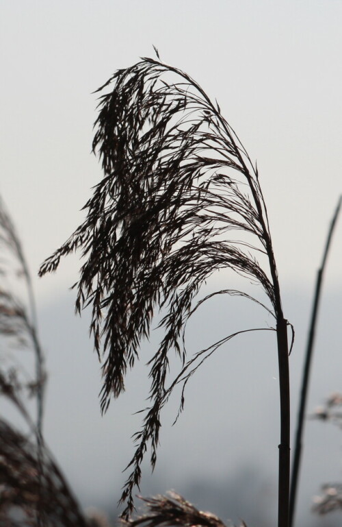 

Aufnameort: Schweinsberger Moor, 15.02.2015
Kamera: Canon EOS 600D, 1/800; 13.0; 123,0mm; ISO 100