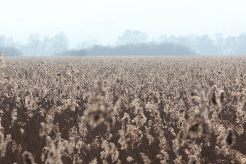 Die großen Schilfbestände des Schweinsberger Moores sind Heimat von Teichrohrsänger, Rohrammer, Rorweihe und natürlich vieler Amphibien und Insekten

Aufnameort: Schweinsberger Moor, 15.02.2015
Kamera: Canon EOS 600D, 1/400; 9,0; 123,0mm; ISO 100