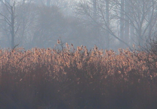 

Aufnameort: Schweinsberger Moor, 15.02.2015
Kamera: Canon EOS 600D, 1/800; 10.0; 250,0mm; ISO 100