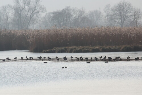 Der Weiher am Schweinsberger Moor ist noch zu 2/3 zugefroren, die Stockenten machen es sich auf dem Eis "gemütlich", nur einige schwimmen.

Aufnameort: Schweinsberger Moor, 15.02.2015
Kamera: Canon EOS 600D, 1/640; 9,0; 220,0mm; ISO 100