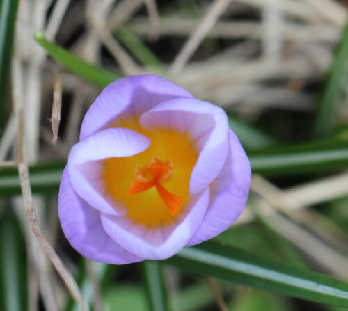 Auchh die frühen Krokusse öffnen sich schon...

Aufnameort: Marburg, An der Zahlbach, Vorgarten 22.02.2015
Kamera: Canon EOS 600D, 1/160; 5,6; 100,0mm; ISO 320