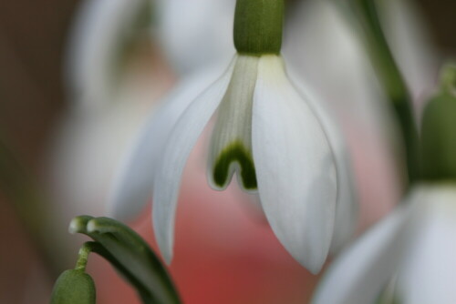 Der milde Winter und die Februarsonne haben sie aus dem Boden gelockt.

Aufnameort: Marburg, An der Zahlbach, Vorgarten 22.02.2015
Kamera: Canon EOS 600D, 1/160; 5,6; 100,0mm; ISO 160