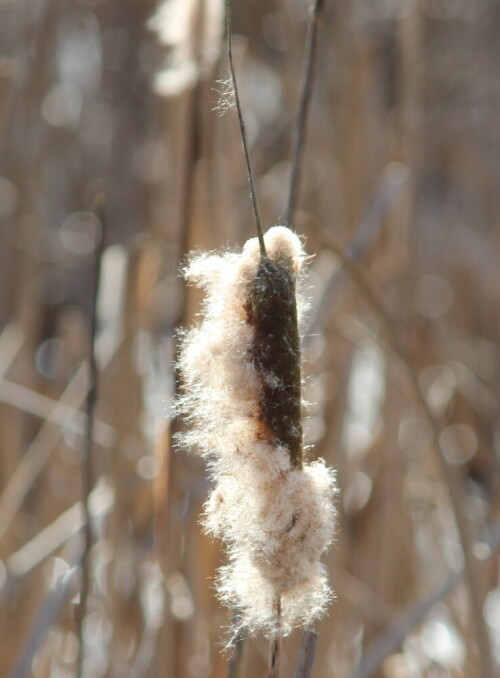 

Aufnameort: Feuchtgebiet Nähe Neuhöfe bei Marburg, 22.02.2015
Kamera: Canon EOS 600D, 1/320; 5,6; 171,0mm; ISO 100