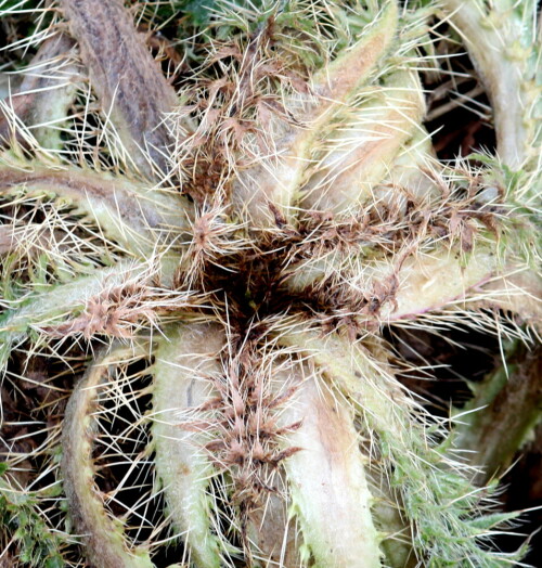 Abgestorbene Sumpf-Kratzdistel (Cirsium palustre)

Aufnameort: Feuchtgebiet Nähe Neuhöfe bei Marburg, 22.02.2015
Kamera: Canon EOS 600D, 1/200; 8,0; 109,0mm; ISO 400