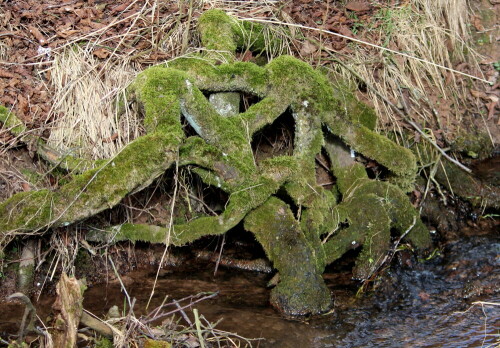 Wurzeln einer großen Erle am Bachufer

Aufnameort: Feuchtgebiet Nähe Neuhöfe bei Marburg, 22.02.2015
Kamera: Canon EOS 600D, 1/160; 4.0; 55,0mm; ISO 100