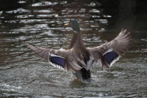 Stockente

Aufnameort: Wöhrdersee
Kamera: Canon EOS 600 D