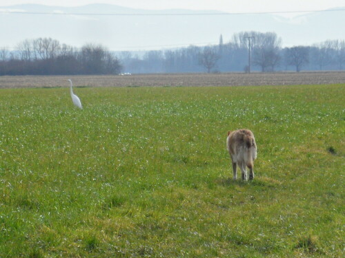 hund-und-silberreiher-13588.jpeg