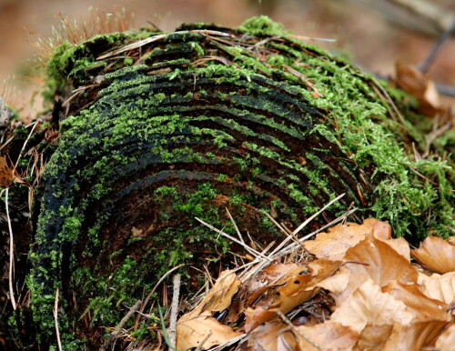 Das weichere Frühholz wird schneller zersetzt als das härtere spät im Jahr gebildete Holz, so dass die Jahresringe dreidimensional erkennbar werden, noch betont durch Moosbewuchs.

Aufnameort: Waldgebiet nördlich von Marburg nahe Goßfelden
Kamera: Canon EOS 600D, 1/160; 5,6; 154,0mm; ISO 400