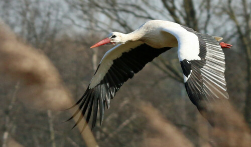 storch-nahe-ilkerbruch-13559.jpeg