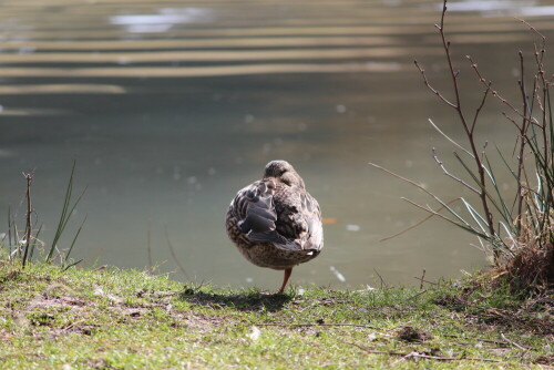 Stockente im Park von Rauischholzhausen

Aufnameort: Schlosspark Rauischholzhausen, 08.03.2015
Kamera: Canon EOS 600D, 1/400; 5,6; 250,0mm; ISO 250