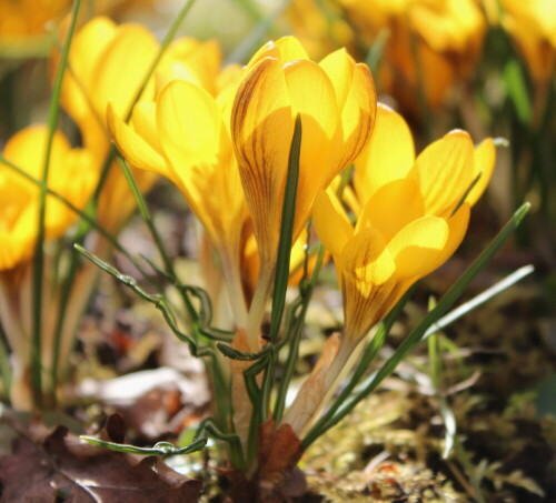 

Aufnameort: Marburg, An der Zahlbach, Vorgarten 08.03.2015
Kamera: Canon EOS 600D, 1/200; 5,6; 55,0mm; ISO 100