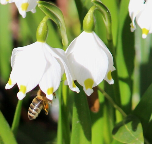 Honigbiene fliegt Märzenbecher an.

Aufnameort: Schlosspark Rauischholzhausen, 08.03.2015
Kamera: Canon EOS 600D, 1/400; 5,6; 214,0mm; ISO 125