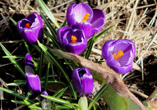 

Aufnameort: Marburg, An der Zahlbach, Vorgarten 08.03.2015
Kamera: Canon EOS 600D, 1/125; 5,6; 55,0mm; ISO 100