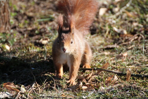 Eichhörnchen

Aufnameort: Südfriedhof Nürnberg
Kamera: Canon EOS 600 D