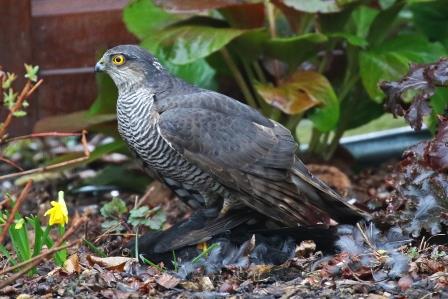 sperber-hat-amsel-geschlagen-13599.jpeg