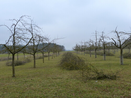 triesdorf-pomoretum-obstbaumschnitt-13595.jpeg