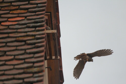 Turmfalke im Flug

Aufnameort: Heroldsberg
Kamera: Canon EOS 600 D