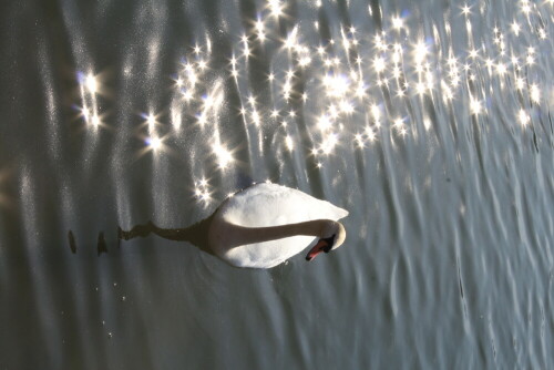 Schwan im Glitzerwasser

Aufnameort: Wöhrdersee
Kamera: Canon EOS 600 D