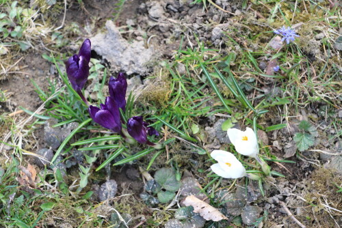 Links holländische Krokusse(lila; weiß), rechts oben ein zweiblättriger Blaustern(Scilla bifolia(L.))

Aufnameort: Eiershausen Garten
Kamera: Canon EOS 700D