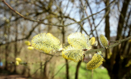 Beim Spaziergang fotografiert

Aufnameort: Lautertal-Lautern
Kamera: Canon 450D