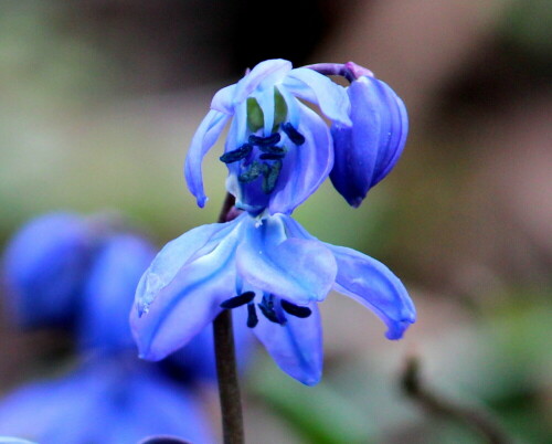 blausternchen-bluht-auf-13684.jpeg