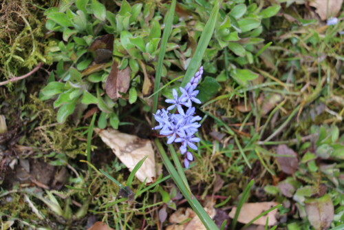 zweiblattriger-blaustern-scill-13735.jpeg