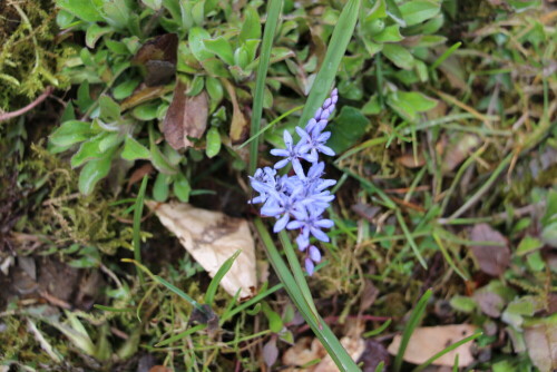 zweiblattriger-blaustern-scilla-bifolia-l-13675.jpeg