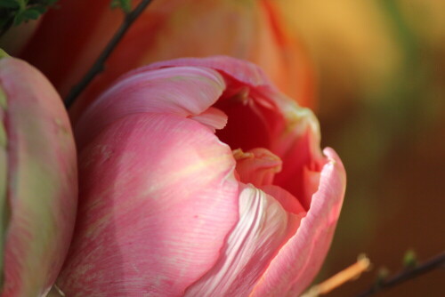 Ein Strauß gefüllter Tulpen

Aufnameort: Arnstein, 05.04.2015
Kamera: CANON EOS 600D 1/320; 5,6; 250,0mm; ISO 500