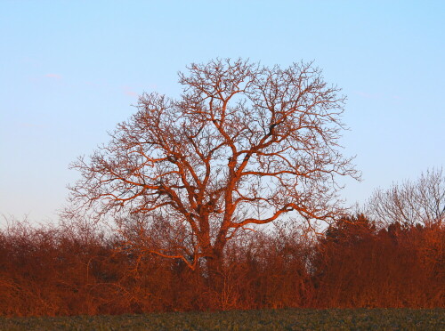 baum-leuchtet-in-der-morgensonne-13685.jpeg