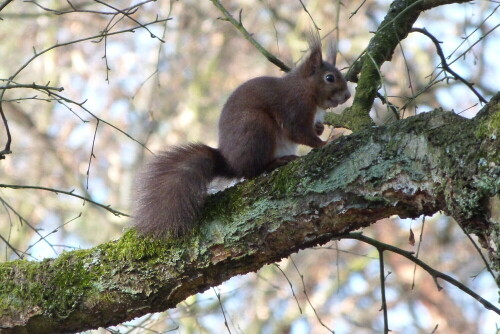 Das Eichhörnchen beobachtet jede meiner Bewegungen, bevor
es dem zweiten Eichhörnchen folgte.

Aufnameort: Egelsbach/Hessen
Kamera: Lumix FZ48