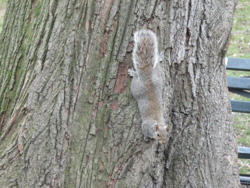 Wenn sie sich nicht bewegen, sind sie auf der Baumrinde hervorragend getarnt, die Grauhörnchen, "Eichhörnchen" Amerikas

Aufnameort: NY, Central Park, 08.04.2015
Kamera: Canon Power Shot XS700 1/125/5,6/89,1mm/ISO 640