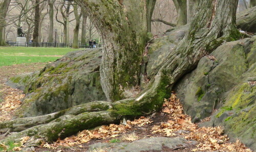 

Aufnameort: NY, Central Park, 08.04.2015
Kamera: Canon Power Shot XS700 1/200/4,0/4,5mm/ISO 200